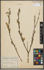 Foto von Salix purpurea L. x Salix viminalis L.